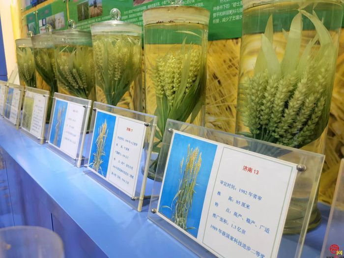 打造北方种业之都正逢其时 “商量”调研济南优势和底气