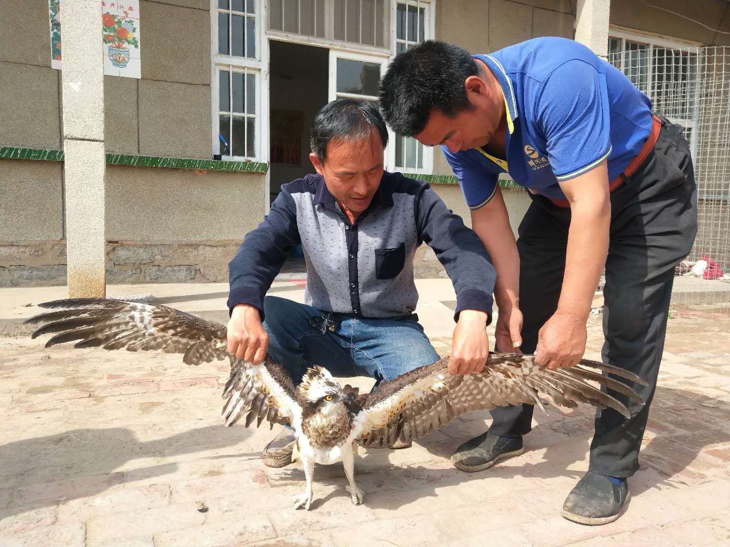 “偶遇”鱼鹰受伤，乐陵警民接力救助国家二级重点保护动物