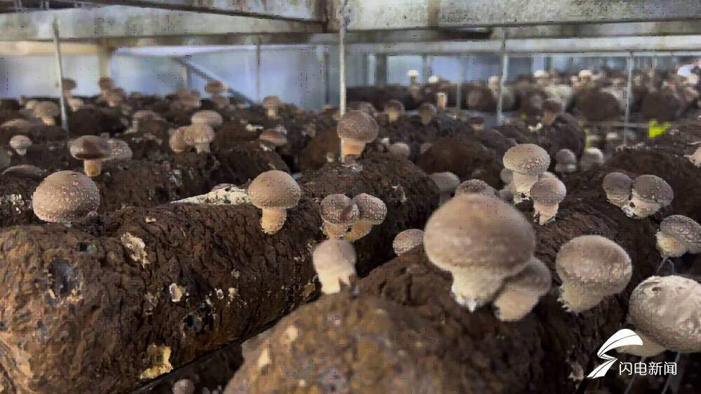 山东人种香菇是认真的！年产2000万棒的香菇菌棒智慧工厂就在淄博