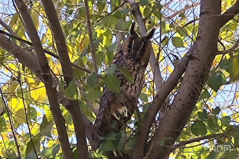国家二级保护动物长耳鸮现身甘肃民乐