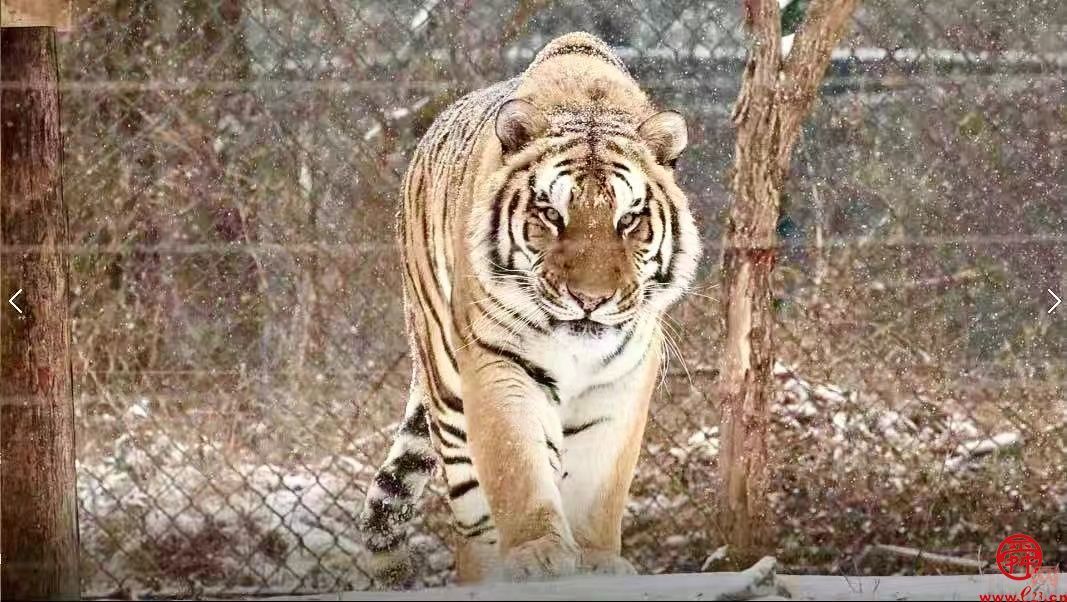 惠享济南文旅 畅游泉城新春济南文旅集团新年系列活动邀请市民游客欢天喜地过大年