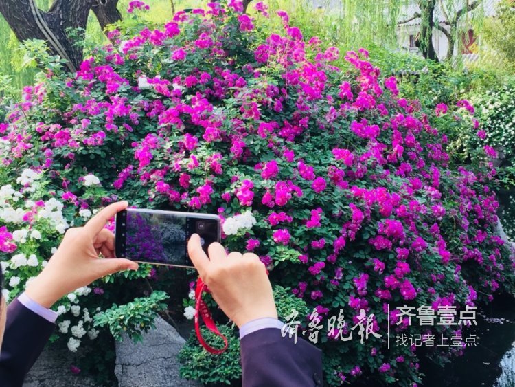 蔷薇正值盛花期，济南公园开花成海了！