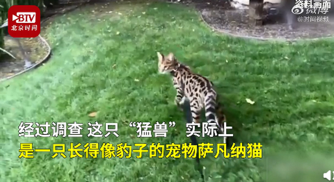 伦敦一宠物猫被误认为豹子惊动警方，直升机抓捕，网友：太像了