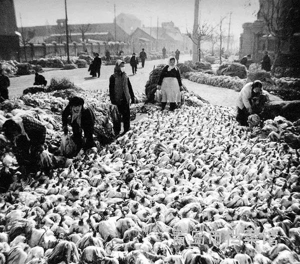 老青岛的冬储大白菜，一个时代的难忘记忆！