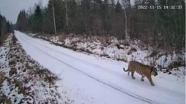 猛虎又下山！野生东北虎现身小兴安岭