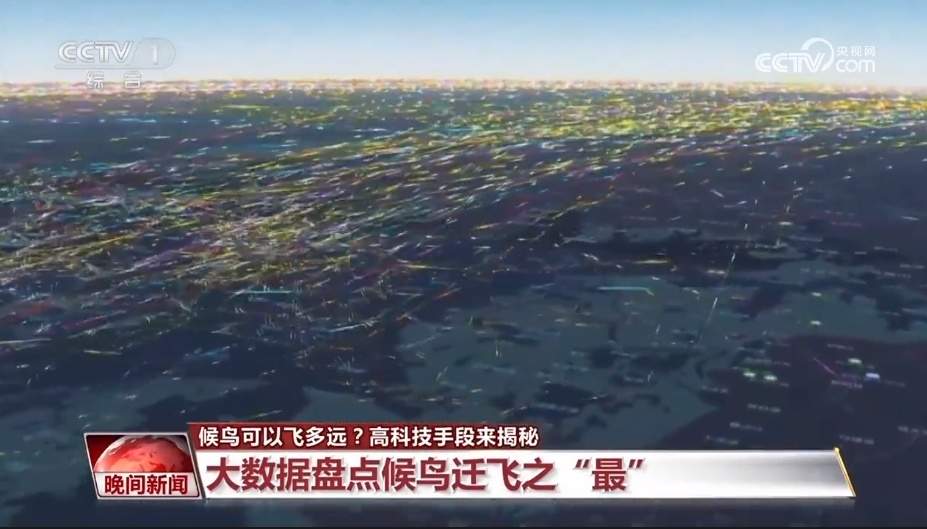 候鸟可以飞多远？高科技手段来揭秘