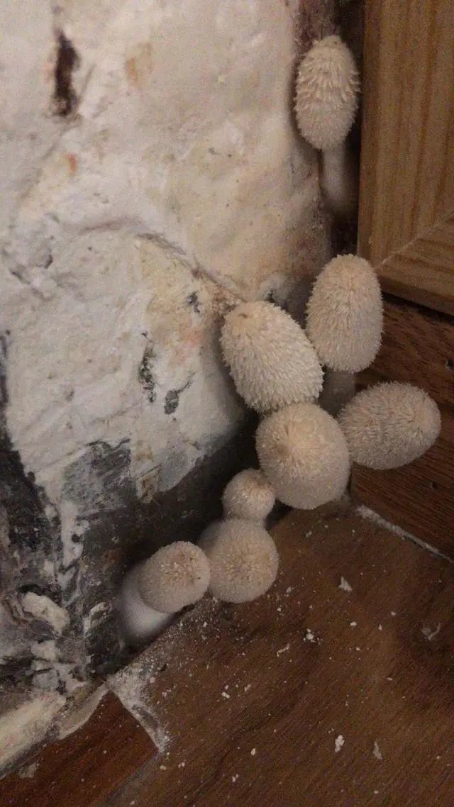 女子被家里蘑菇吓哭：一下子冒出来七八个菇