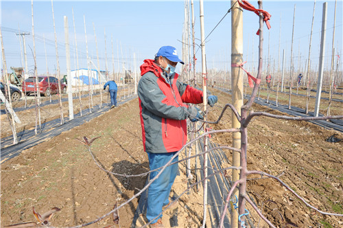 葡萄藤上保温膜，大田施肥喷药，潍坊滨海春耕忙