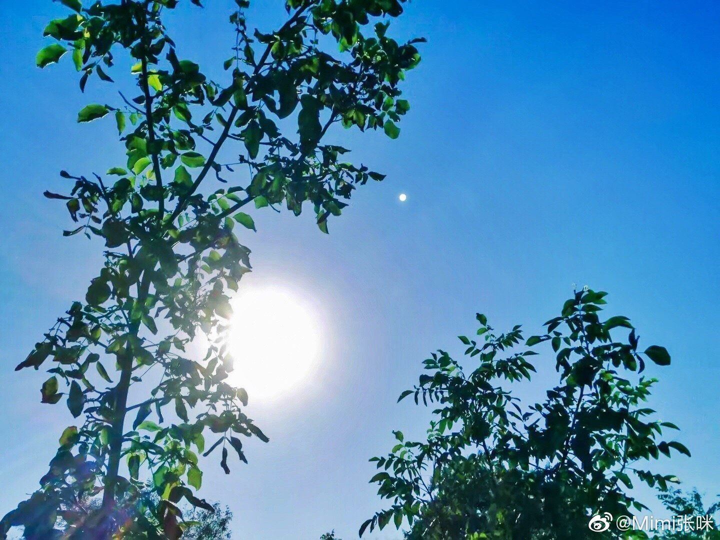 张咪确诊癌症晚期是怎么回事?终于真相了,原来是这样!