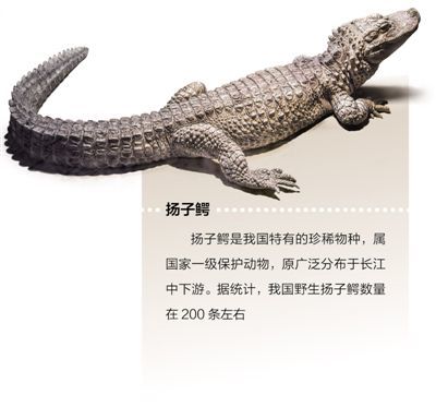 制订江豚保护方案，开展扬子鳄野外放归 物种保护 为长江添活力