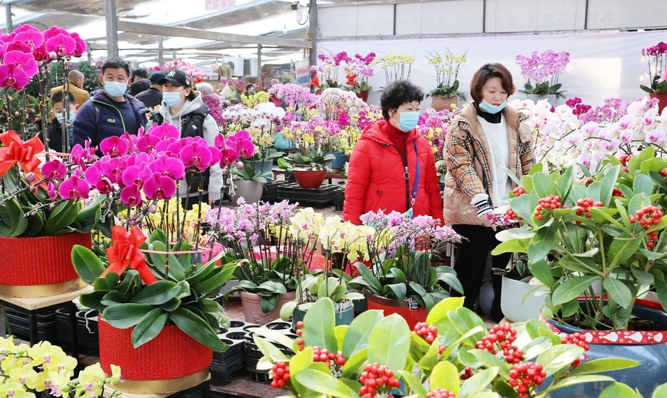 【网络中国节·春节】年宵花市场迎来消费旺季