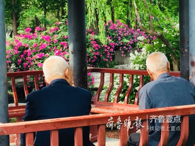 蔷薇正值盛花期，济南公园开花成海了！