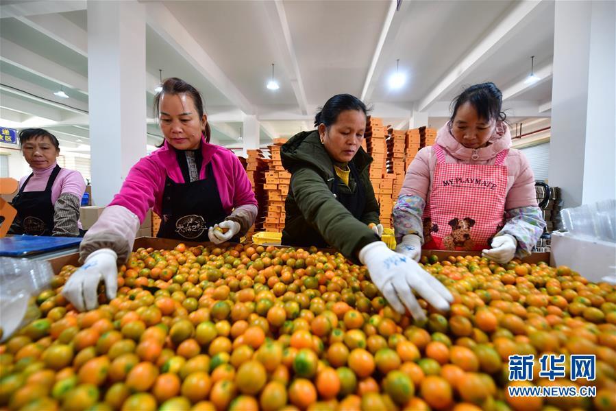 复苏的“空巢村”——融安金桔：脱贫致富果