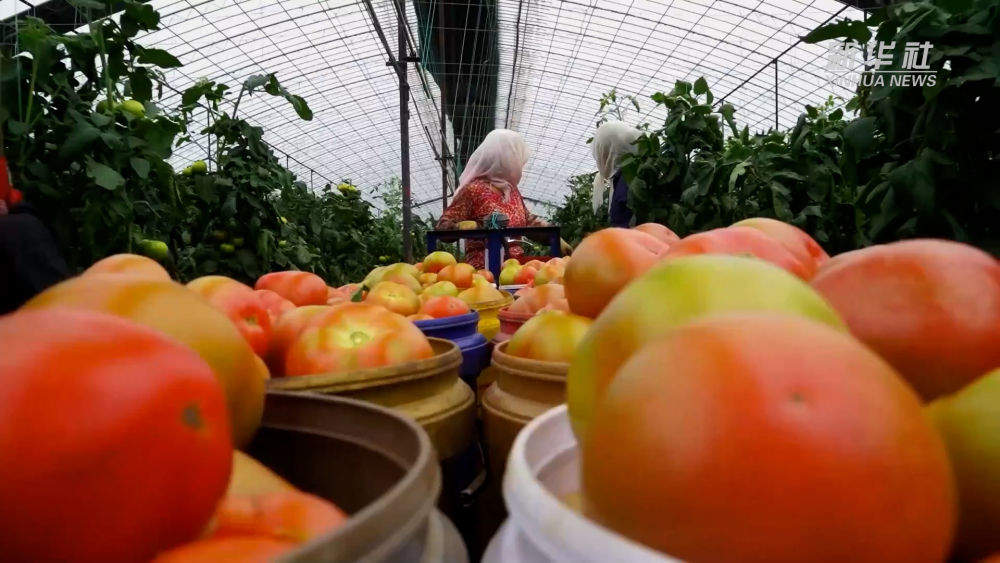 山东东营：盐碱地里果粮飘香