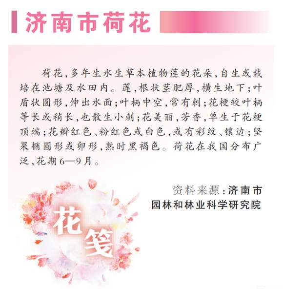 人民日报整版特别报道济南：映日荷花满城香