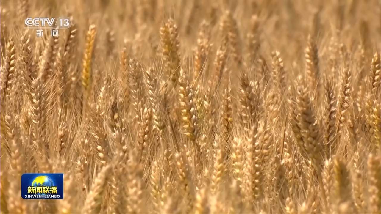 8.1亿亩！全国春播粮食进度约90% 5月底冬小麦将大面积收获