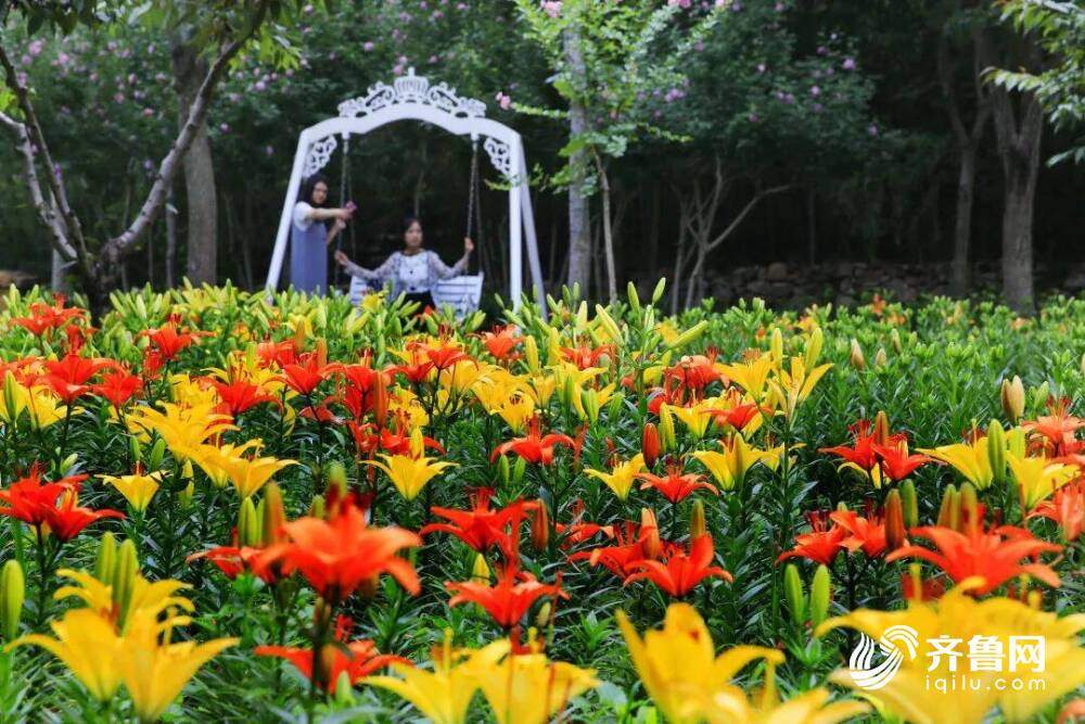 免票入园!济南这个4A景区化身花海 还有这些地方少去一个都可惜