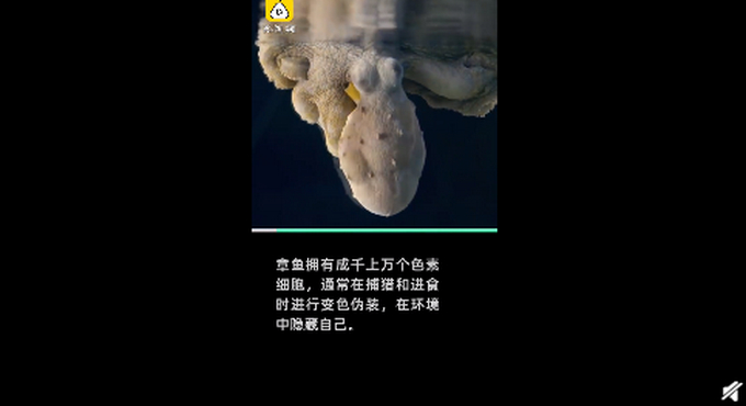 章鱼一边做梦一边变色！美科学家拍到罕见画面：或梦见自己吃螃蟹