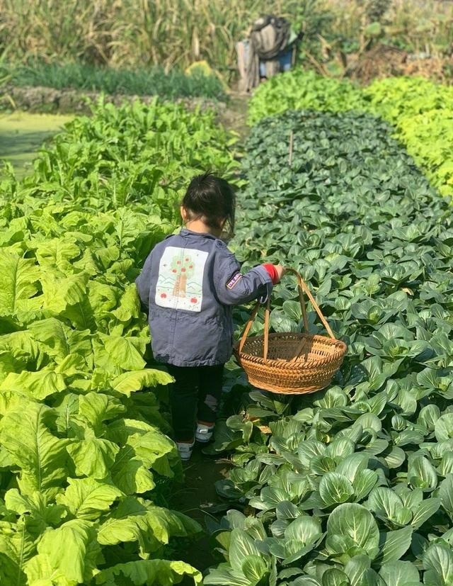 朱丹晒女儿背影照  侧颜呆萌可爱 菜地拔萝卜画风可爱