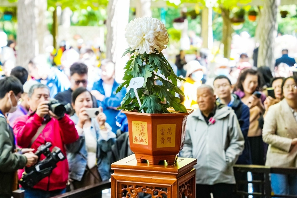 第44届趵突泉金秋菊展开幕 满园姹紫嫣红“菊王”独领风骚