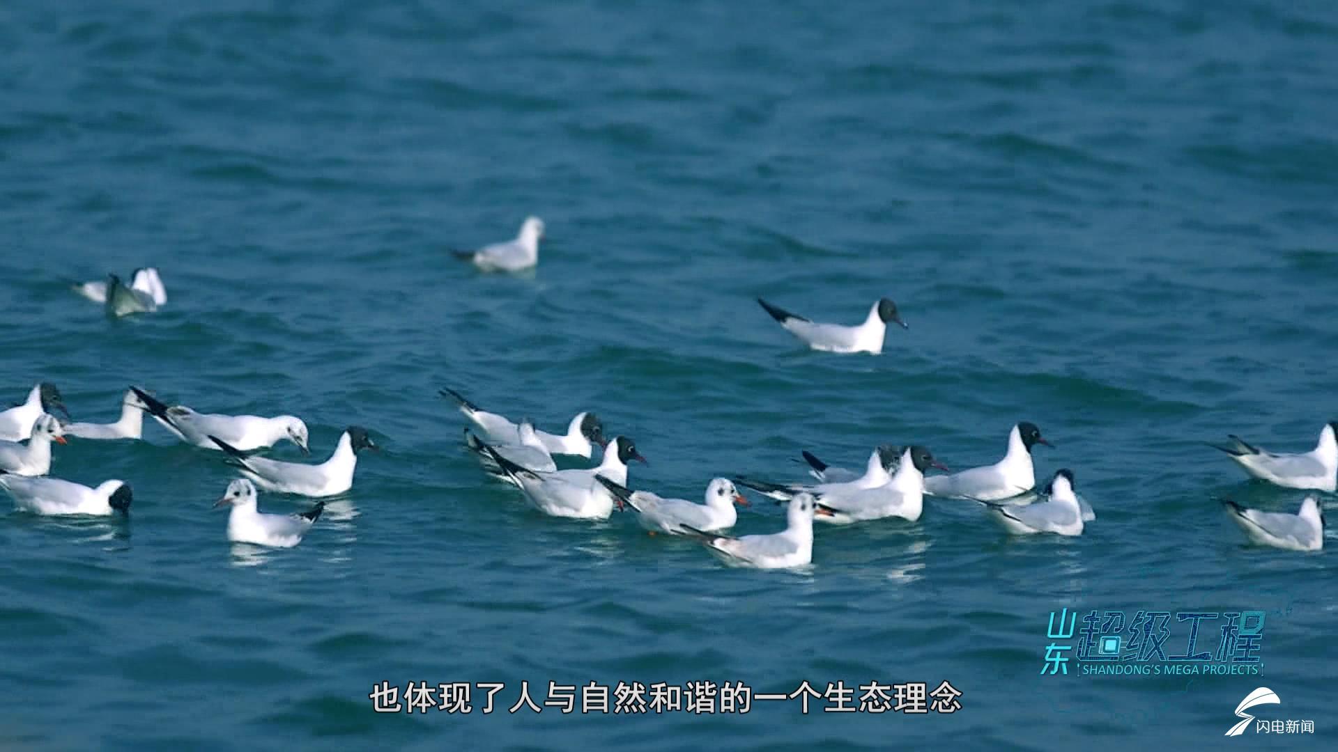 这就是山东｜退港还海！日照港海龙湾还城市一条“蓝腰带”