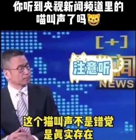 猫来助阵！“央视猫叫”上热搜是怎么回事？终于真相了，原来是这样！