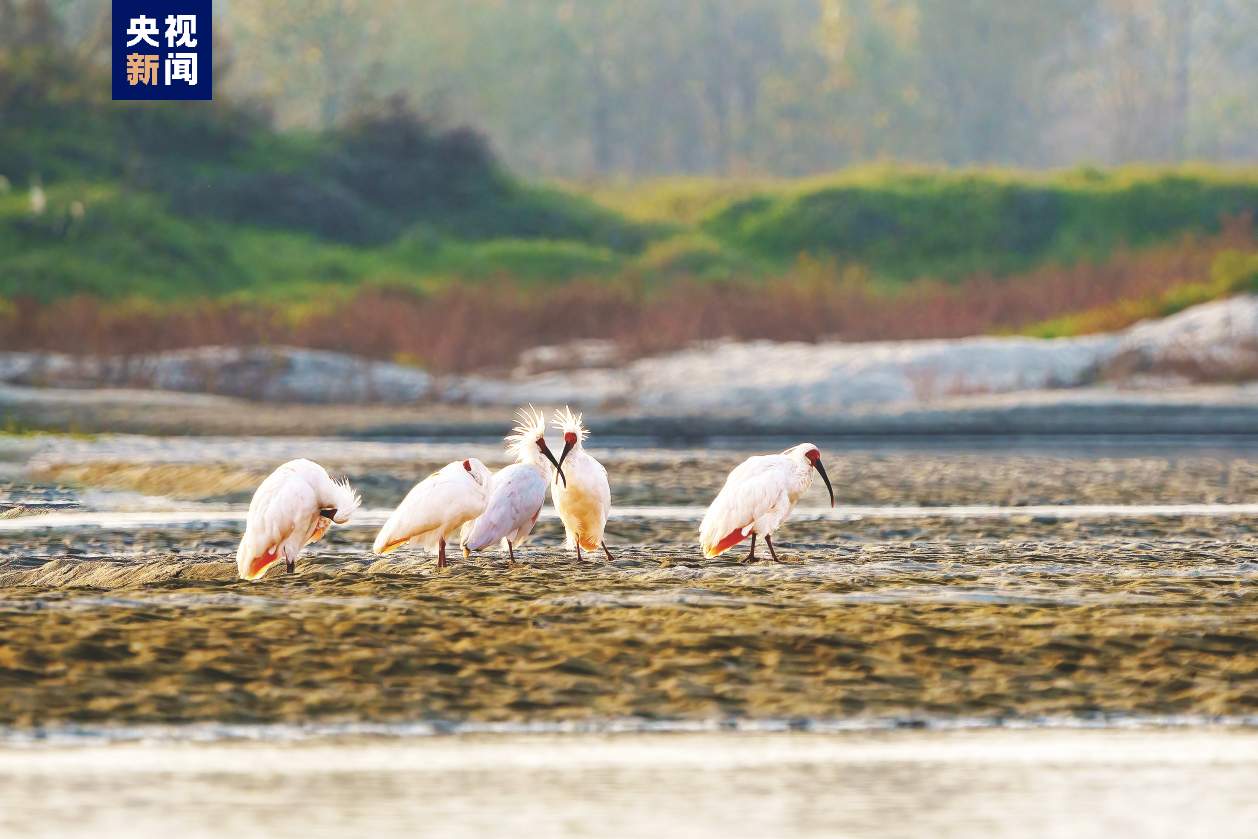 从仅剩7只到破万 朱鹮种群有效摆脱濒危局面