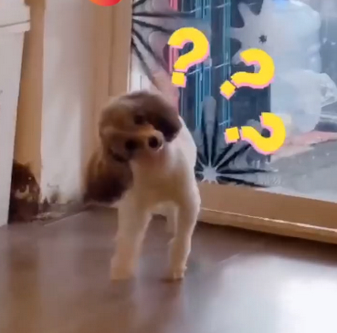 狗子被撞头见人就歪头，医生：脖子并无大碍，有点演