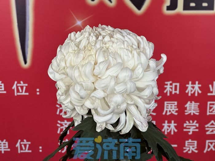 第44届趵突泉金秋菊展开幕 “国华乡丰”获新一届“菊王”称号