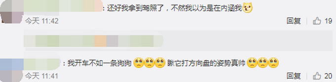 科目二过了吗？外国一小狗8个星期学会开车