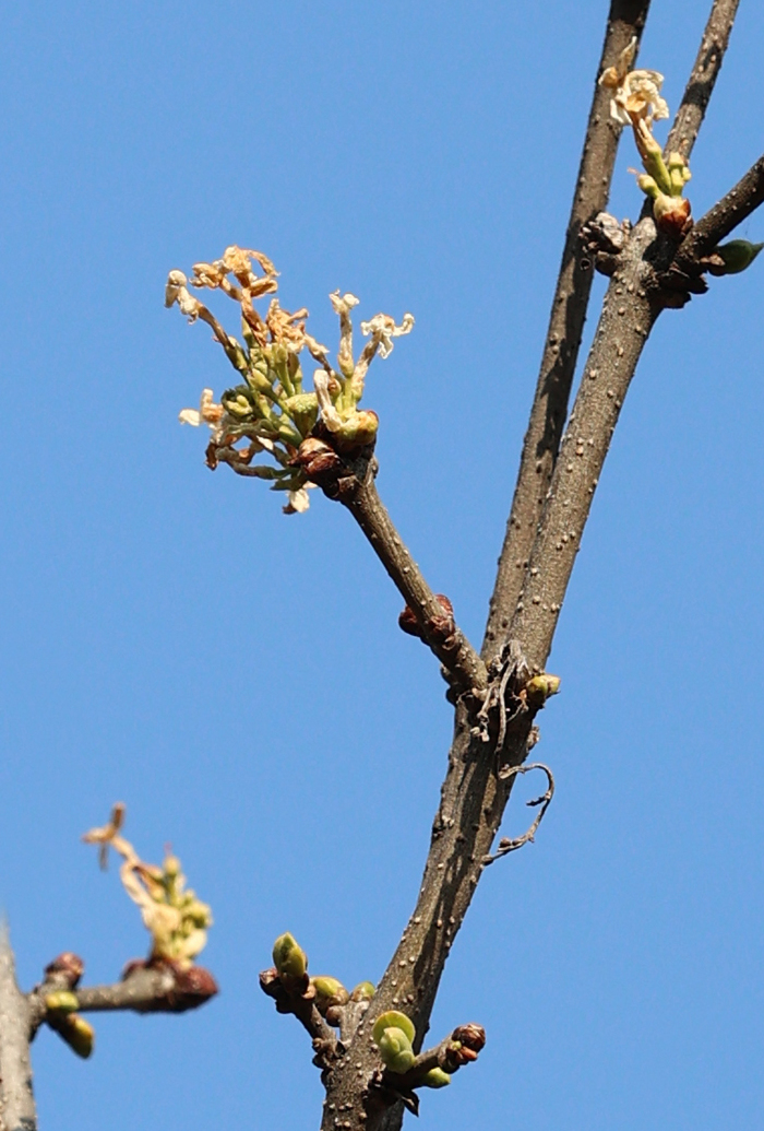 奇！这里的丁香反季含苞吐蕊