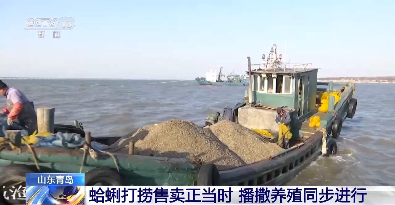 山东青岛蛤蜊打捞售卖正当时 播撒养殖同步进行