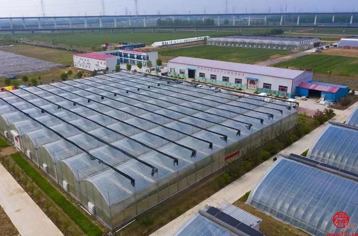 实地探沃小番：泉水人家小番茄有大版图 目标北方种业“芯片”