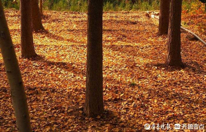 济南东郊乡野小河边，大片银杏树叶随风飘落，美如金色油画