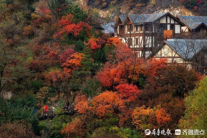 秋风霜染，济南南部山区红叶林快要红透了