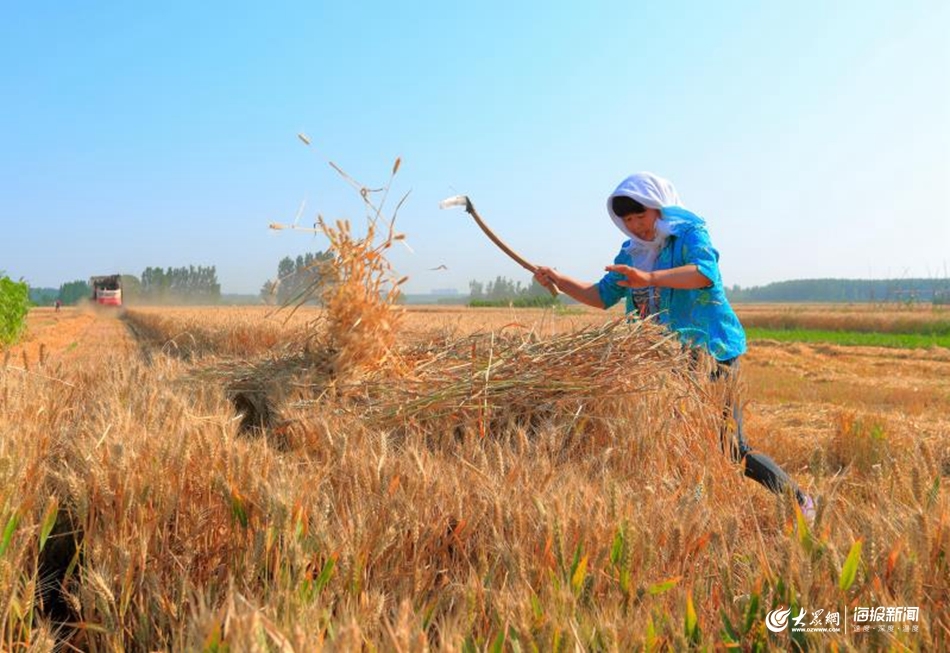 丰收在望，山东麦收进度已过六成