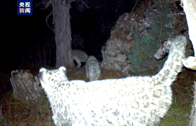 祁连山境内发现雪豹“一家四口”夜间外出活动画面