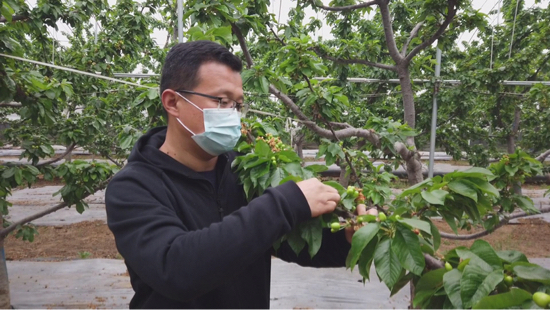 【春耕进行时（五）】章丘相公镇：扶贫大棚内 樱桃长势喜人