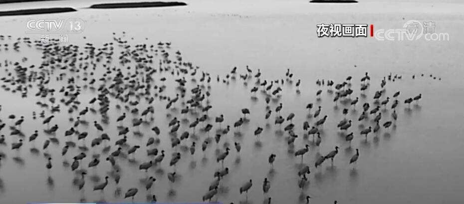 科技技术助力观测“鸟中大熊猫”黑颈鹤