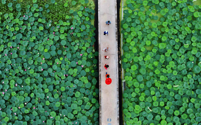 这里的荷花燃香正浓，“莲藕经济”添彩乡村振兴