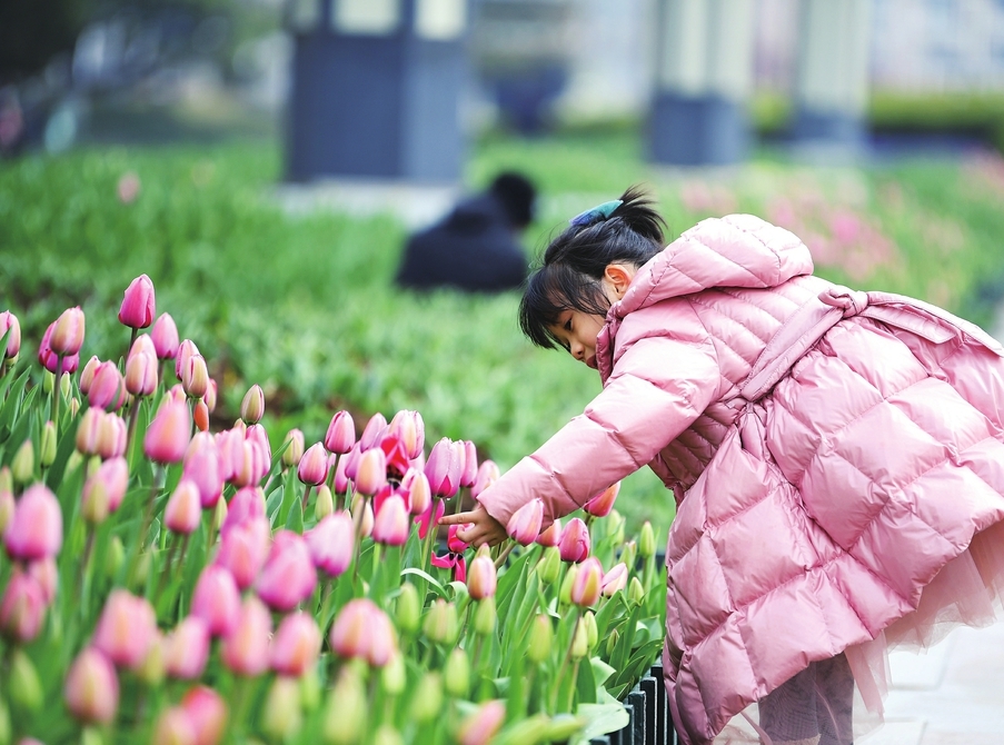 泉城“大客厅”将迎郁金香花海