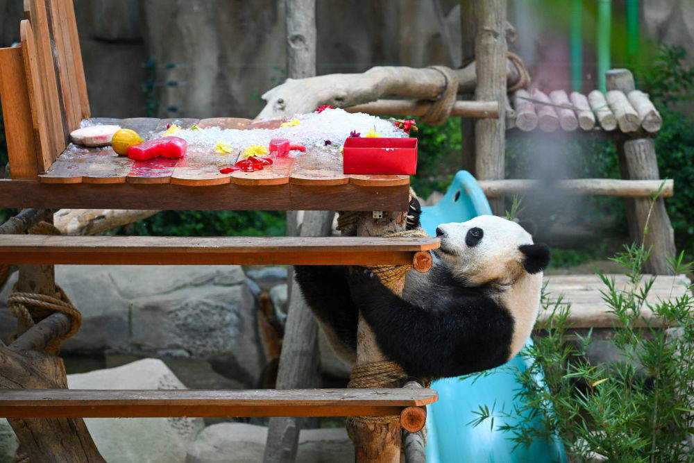 大熊猫宝宝“升谊”两岁啦！