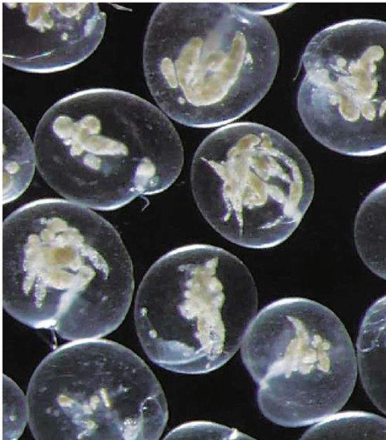 浙江沿海网友围观“蓝眼泪” 专家:实为一种赤潮