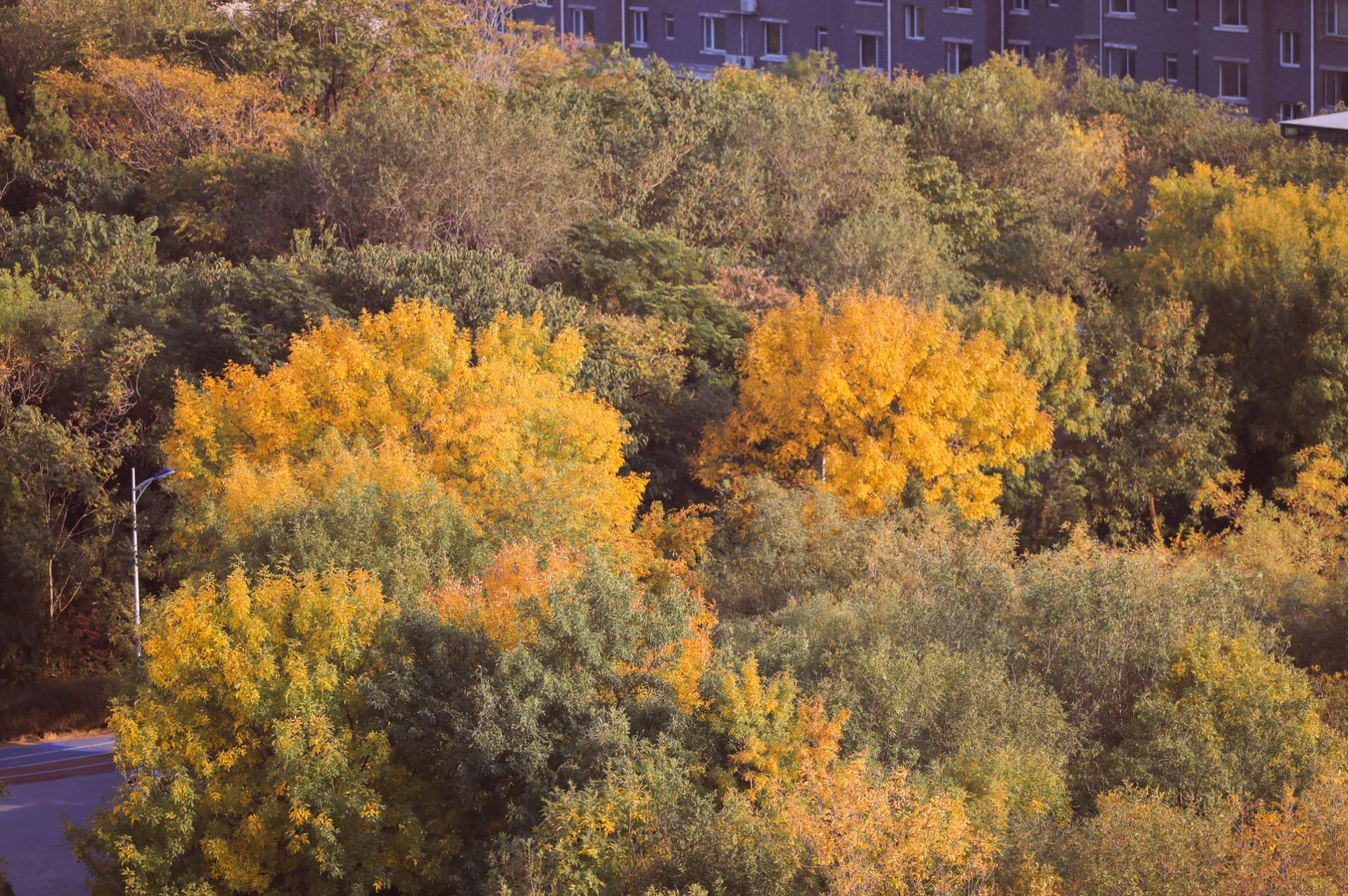 组图｜济南药山：闹中取静 秋意正浓