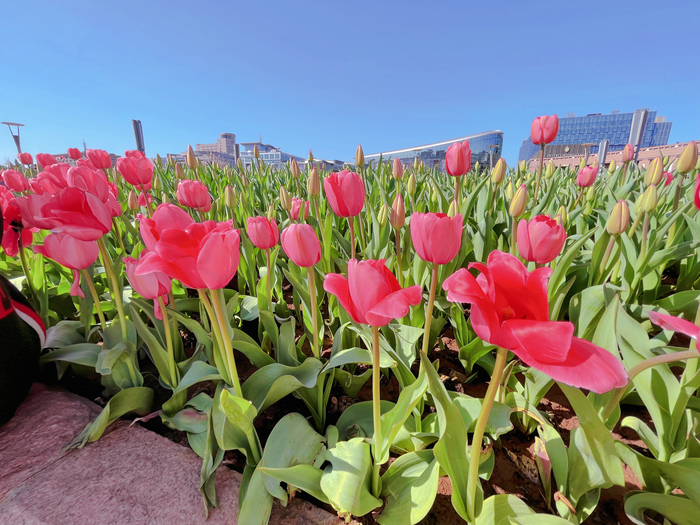 春暖花开！“种草”济南市区网红赏花点