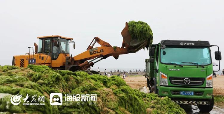 今年浒苔登陆近岸海滩，日照全力打“浒”