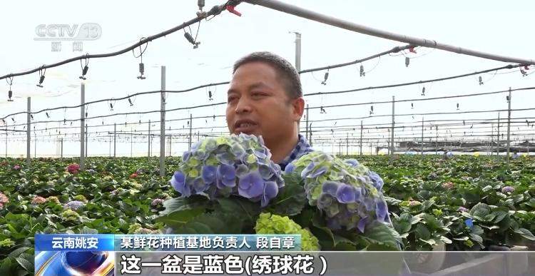 元旦临近 多地年花市场火热