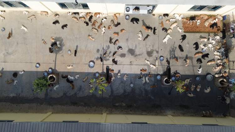 一人，十年，两千只流浪狗，她与它们在同一屋檐下共处