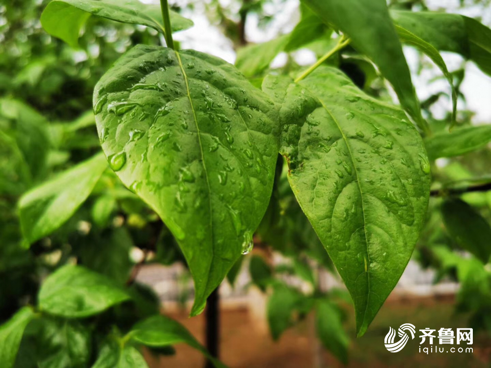 山东已有42个县市区出现大风降雨 德州降水量最大