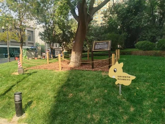 古槐、古皂荚、古榆、古银杏，2023年济南添20处“古树保护园”